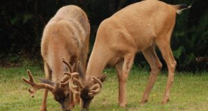 deer
