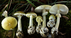 cdph death cap mushroom 011626