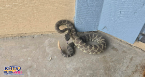 snakes