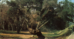 oak of the golden dream scv history 030926