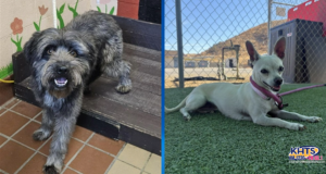 082026 Santa Clarita Animal Care Center